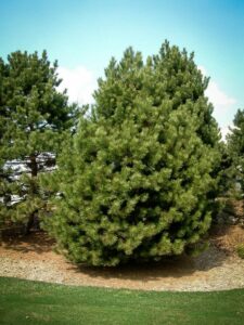 Сосна Чёрная (Pinus Nigra) купить по цене от 270.00р. в интернет-магазине «Посадика» с доставкой почтой в в Верхняя Салдае и по всей России – [изображение №1].