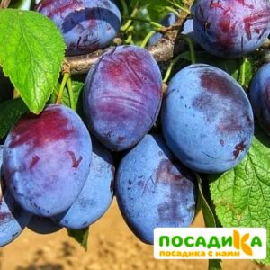 Слива Чачакская ранняя купить по цене от 229.00р. в интернет-магазине «Посадика» с доставкой почтой в в Верхняя Салдае и по всей России – [изображение №1].