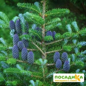 Пихта корейская (Abies koreana) купить по цене от 450.00р. в интернет-магазине «Посадика» с доставкой почтой в в Верхняя Салдае и по всей России – [изображение №1].