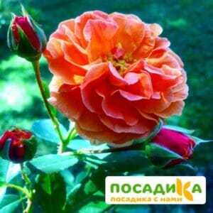 Роза Арабия купить по цене от 350.00р. в интернет-магазине «Посадика» с доставкой почтой в в Верхняя Салдае и по всей России – [изображение №1].