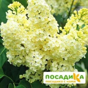 Сирень Примроуз (Primrose) купить по цене от 529.00р. в интернет-магазине «Посадика» с доставкой почтой в в Верхняя Салдае и по всей России – [изображение №1].