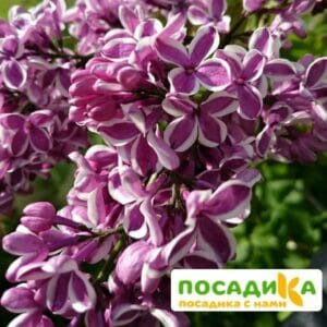 Сирень Сенсация купить по цене от 529.00р. в интернет-магазине «Посадика» с доставкой почтой в в Верхняя Салдае и по всей России – [изображение №1].