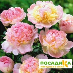 Пион Распберри Сандей (Paeonia Raspberry Sundae) купить по цене от 959р. в интернет-магазине «Посадика» с доставкой почтой в в Верхняя Салдае и по всей России – [изображение №1].