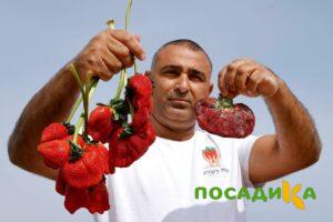 Клубника Гигант Джорнея купить по цене от 266р. в интернет-магазине «Посадика» с доставкой почтой в в Верхняя Салдае и по всей России – [изображение №1].