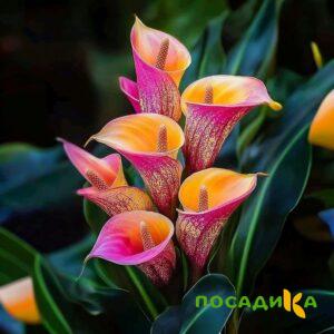 Калла Оникс купить по цене от 450р. в интернет-магазине «Посадика» с доставкой почтой в в Верхняя Салдае и по всей России – [изображение №1].