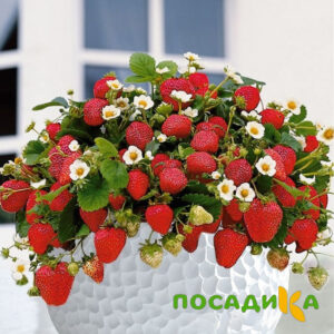 Клубника Рубиновый Шепот (горшечная) купить по цене от 240р. в интернет-магазине «Посадика» с доставкой почтой в в Верхняя Салдае и по всей России – [изображение №1].
