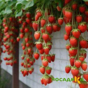 Клубника вьющаяся Комплимент купить по цене от 470р. в интернет-магазине «Посадика» с доставкой почтой в в Верхняя Салдае и по всей России – [изображение №1].