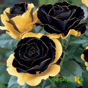Роза Ханни Сикл купить по цене от 700р. в интернет-магазине «Посадика» с доставкой почтой в в Верхняя Салдае и по всей России – [изображение №1].