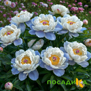 Пион акварельный Этюд купить по цене от 806р. в интернет-магазине «Посадика» с доставкой почтой в в Верхняя Салдае и по всей России – [изображение №1].