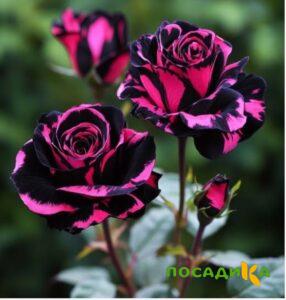 Роза Багровый Шепот купить по цене от 366р. в интернет-магазине «Посадика» с доставкой почтой в в Верхняя Салдае и по всей России – [изображение №1].