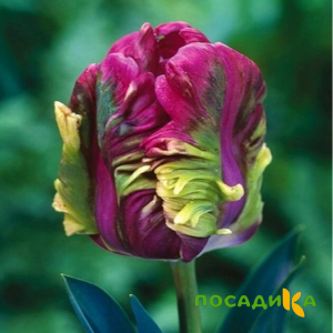 Тюльпан Экзотик Хэвен купить по цене от 186р. в интернет-магазине «Посадика» с доставкой почтой в в Верхняя Салдае и по всей России – [изображение №1].