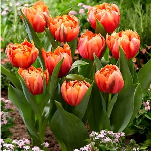 Тюльпан Гудошник Дабл купить по цене от 185р. в интернет-магазине «Посадика» с доставкой почтой в в Верхняя Салдае и по всей России – [изображение №1].