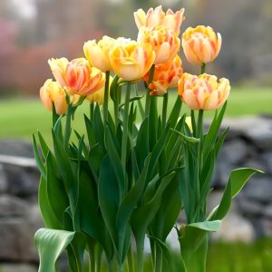 Тюльпан Верона Санрайз купить по цене от 280р. в интернет-магазине «Посадика» с доставкой почтой в в Верхняя Салдае и по всей России – [изображение №1].