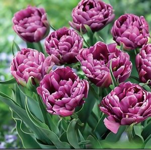 Тюльпан Айс Крим купить по цене от 430р. в интернет-магазине «Посадика» с доставкой почтой в в Верхняя Салдае и по всей России – [изображение №1].