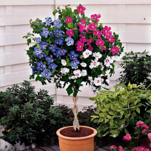 Гибискус-Дерево Триколор купить по цене от 289р. в интернет-магазине «Посадика» с доставкой почтой в в Верхняя Салдае и по всей России – [изображение №1].