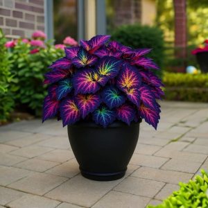 Хоста Фрости Блю купить по цене от 389р. в интернет-магазине «Посадика» с доставкой почтой в в Верхняя Салдае и по всей России – [изображение №1].