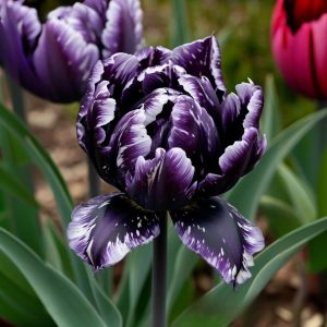 Тюльпан Индиго купить по цене от 600р. в интернет-магазине «Посадика» с доставкой почтой в в Верхняя Салдае и по всей России – [изображение №1].