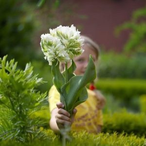 Тюльпан Супер Пэррот купить по цене от 360р. в интернет-магазине «Посадика» с доставкой почтой в в Верхняя Салдае и по всей России – [изображение №1].