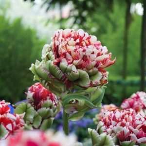 Тюльпан Дабл Флеминг Берд купить по цене от 249р. в интернет-магазине «Посадика» с доставкой почтой в в Верхняя Салдае и по всей России – [изображение №1].