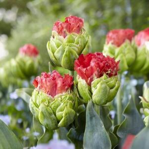 Тюльпан Бычий Глаз купить по цене от 275р. в интернет-магазине «Посадика» с доставкой почтой в в Верхняя Салдае и по всей России – [изображение №1].