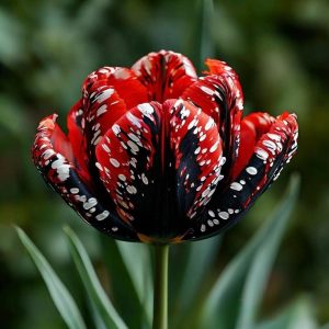 Тюльпан Вельвет Файер купить по цене от 394р. в интернет-магазине «Посадика» с доставкой почтой в в Верхняя Салдае и по всей России – [изображение №1].