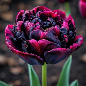 Тюльпан Фламинго купить по цене от 500р. в интернет-магазине «Посадика» с доставкой почтой в в Верхняя Салдае и по всей России – [изображение №1].