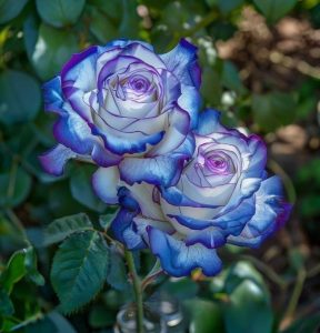 Роза Пэтолз Хоуп купить по цене от 333р. в интернет-магазине «Посадика» с доставкой почтой в в Верхняя Салдае и по всей России – [изображение №1].