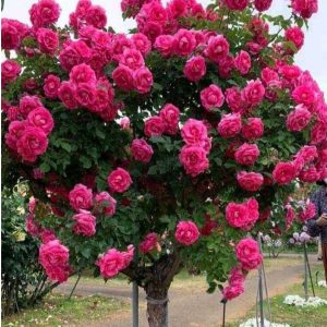 Роза Версаля купить по цене от 232р. в интернет-магазине «Посадика» с доставкой почтой в в Верхняя Салдае и по всей России – [изображение №1].