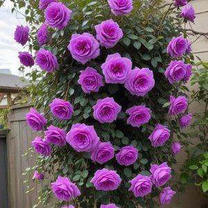 Роза Мистик Уайт купить по цене от 620р. в интернет-магазине «Посадика» с доставкой почтой в в Верхняя Салдае и по всей России – [изображение №1].