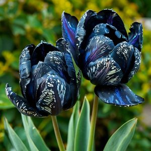 Тюльпан Блю Фог купить по цене от 500р. в интернет-магазине «Посадика» с доставкой почтой в в Верхняя Салдае и по всей России – [изображение №1].