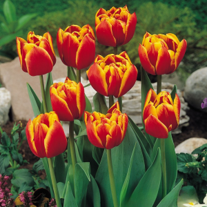 Тюльпан Блэк Фаер купить по цене от 275р. в интернет-магазине «Посадика» с доставкой почтой в в Верхняя Салдае и по всей России – [изображение №1].