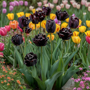 Тюльпан махровый Рейдинс Дарк купить по цене от 230р. в интернет-магазине «Посадика» с доставкой почтой в в Верхняя Салдае и по всей России – [изображение №1].