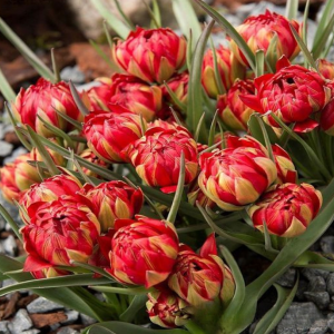 Тюльпан Ап Пинк купить по цене от 390р. в интернет-магазине «Посадика» с доставкой почтой в в Верхняя Салдае и по всей России – [изображение №1].