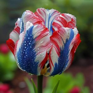 Тюльпан Ремс Сенсейшн купить по цене от 219р. в интернет-магазине «Посадика» с доставкой почтой в в Верхняя Салдае и по всей России – [изображение №1].