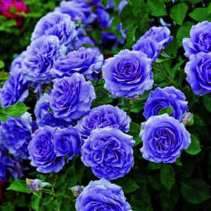 Роза Блю Мун купить по цене от 450р. в интернет-магазине «Посадика» с доставкой почтой в в Верхняя Салдае и по всей России – [изображение №1].
