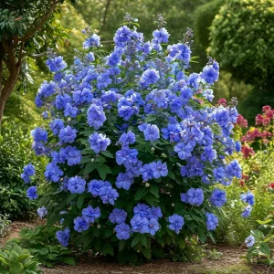 Гибискус Сансет Блоссом купить по цене от 248р. в интернет-магазине «Посадика» с доставкой почтой в в Верхняя Салдае и по всей России – [изображение №1].