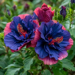 Гибискус Роуз Шайн купить по цене от 360р. в интернет-магазине «Посадика» с доставкой почтой в в Верхняя Салдае и по всей России – [изображение №1].