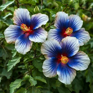 Гибискус Илюжн Вилью купить по цене от 259р. в интернет-магазине «Посадика» с доставкой почтой в в Верхняя Салдае и по всей России – [изображение №1].