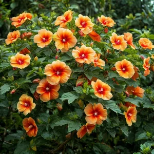 Гибискус Кристал Рэй купить по цене от 458р. в интернет-магазине «Посадика» с доставкой почтой в в Верхняя Салдае и по всей России – [изображение №1].