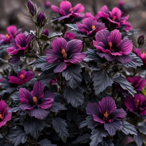 Гибискус Корал Чарм купить по цене от 271р. в интернет-магазине «Посадика» с доставкой почтой в в Верхняя Салдае и по всей России – [изображение №1].