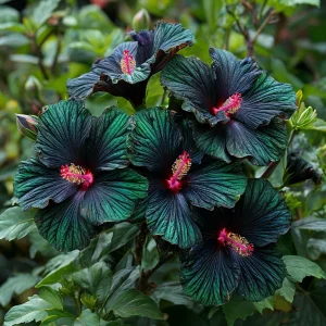 Гибискус Пикок Плюм купить по цене от 490р. в интернет-магазине «Посадика» с доставкой почтой в в Верхняя Салдае и по всей России – [изображение №1].