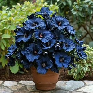 Гибискус Селестиал Флейм купить по цене от 326р. в интернет-магазине «Посадика» с доставкой почтой в в Верхняя Салдае и по всей России – [изображение №1].