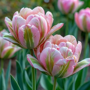 Тюльпан Аврора Принцес купить по цене от 345р. в интернет-магазине «Посадика» с доставкой почтой в в Верхняя Салдае и по всей России – [изображение №1].