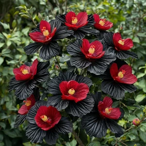 Гибискус Ройял Афеа купить по цене от 460р. в интернет-магазине «Посадика» с доставкой почтой в в Верхняя Салдае и по всей России – [изображение №1].