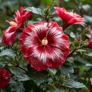 Гибискус Пурпл Мистик купить по цене от 360р. в интернет-магазине «Посадика» с доставкой почтой в в Верхняя Салдае и по всей России – [изображение №1].