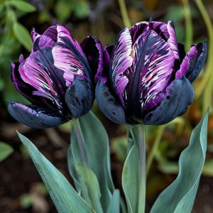 Тюльпан Блэк Каньон купить по цене от 305р. в интернет-магазине «Посадика» с доставкой почтой в в Верхняя Салдае и по всей России – [изображение №1].