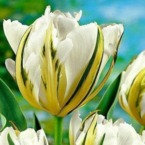 Тюльпан Экзотик Пуруссима купить по цене от 305р. в интернет-магазине «Посадика» с доставкой почтой в в Верхняя Салдае и по всей России – [изображение №1].