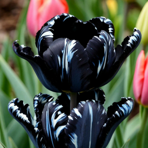 Тюльпан Шелк Нуар купить по цене от 219р. в интернет-магазине «Посадика» с доставкой почтой в в Верхняя Салдае и по всей России – [изображение №1].