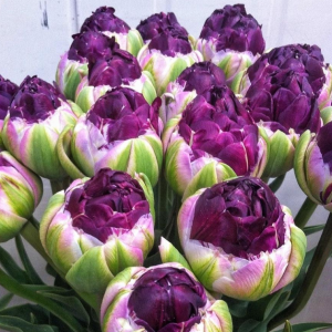 Тюльпан Анаконда купить по цене от 450р. в интернет-магазине «Посадика» с доставкой почтой в в Верхняя Салдае и по всей России – [изображение №1].