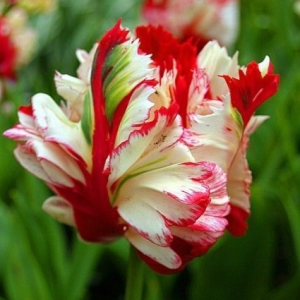 Тюльпан Эстелла Рижнвельд купить по цене от 500р. в интернет-магазине «Посадика» с доставкой почтой в в Верхняя Салдае и по всей России – [изображение №1].